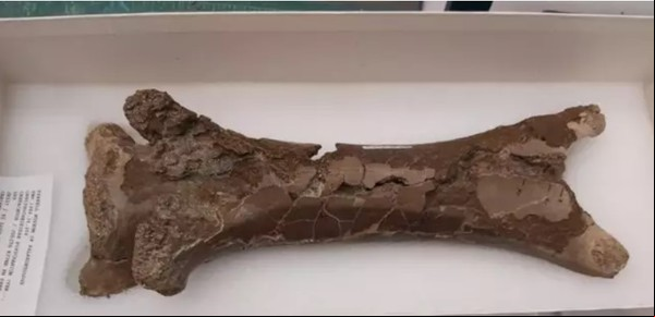 Encontraron el fósil de un dinosaurio mordido por un cocodrilo hace 76 millones de años 
