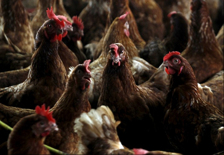 Pollos en una granja contaminada mientras trabajadores del Ministerio de Protección Animal se preparan para sacrificarlos para contener un brote de gripe aviar, en una granja en el pueblo de Modeste, Costa de Marfil, 14 de agosto de 2015. REUTERS/Luc Gnago/Fotografía de archivo