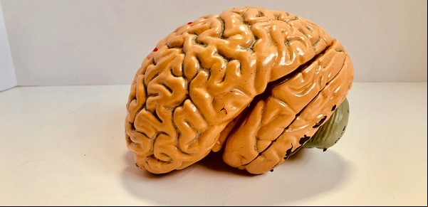 A qué edad el cerebro comienza a envejecer más rápido, según la ciencia