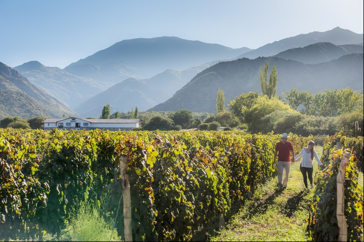 Viñedos al pie de la montaña, un sello distintivo de la zona. Foto Turismo de Cafayate