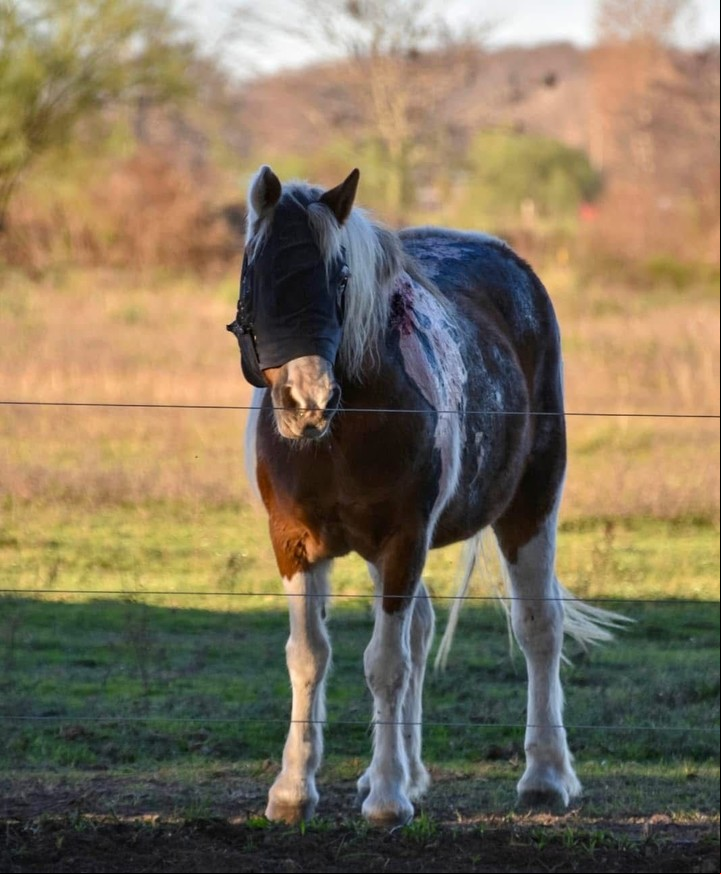 Lala, uno de los caballos que sufrió quemaduras en el incendio. Caballos de  Ayuda a Caballos Maltratados (ACMA)