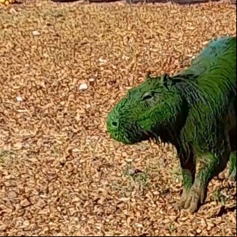 Cómo se explica el fenómeno de los carpinchos verdes y cómo evitarlo según los expertos