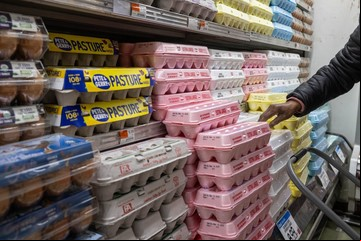 Ante el precio desorbitado de los huevos, los estadounidenses se lanzan a criar gallinas en casa