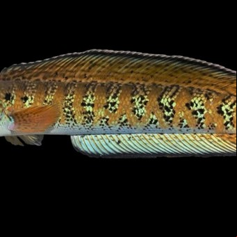 Hallaron una especie de pez exótico que se creía extinta hace más de 80 años: "El mito finalmente se resuelve"