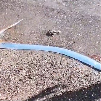 Video: un pez remo emergió de las profundidades y desató teorías sobre el "fin del mundo"