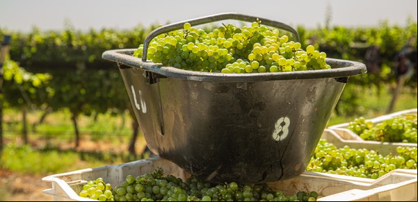 Arrancó la Vendimia en Mendoza: cosecha nocturna, sunsets, gastronomía en bodegas y la gran fiesta central
