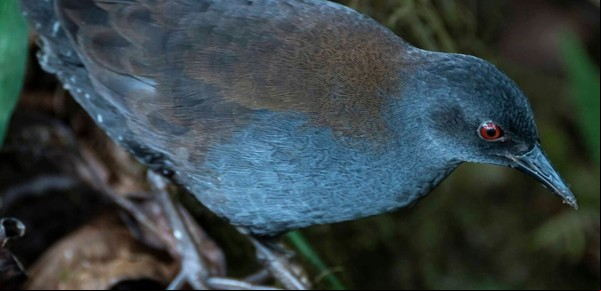 Después de 200 años encontraron un ave que se creía extinta
