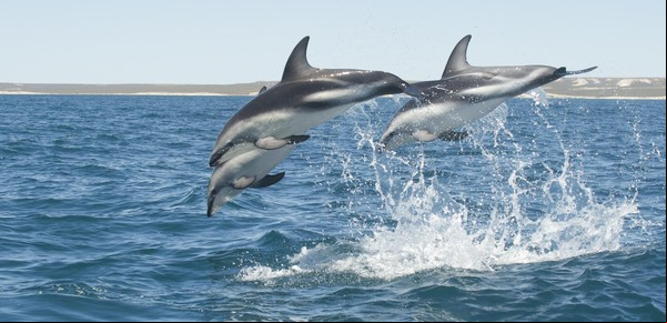 Avistaje de delfines en el mar, un espectáculo incomparable en Puerto Madryn 