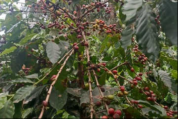 Con aroma a yunga: ¿puede convertirse Tucumán en estrella cafetalera?