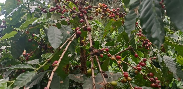 Con aroma a yunga: ¿puede convertirse Tucumán en estrella cafetalera?