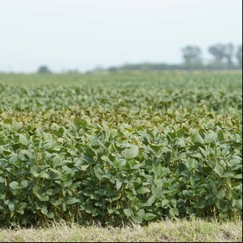 Históricas lluvias: febrero terminó con casi el doble de milímetros que el promedio en la principal región agrícola
