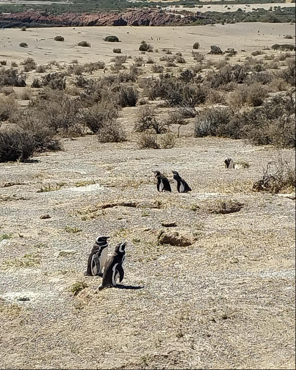 Parte de la colonia de pingüinos de Magallanes, en el Área Natural Protegida Punta Tombo, Chubut.