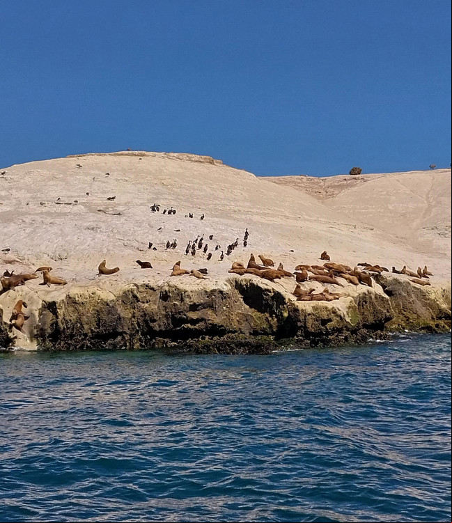 Colonia de lobos marinos cerca de la playa Paraná, al sur de Puerto Madryn, en Chubut.