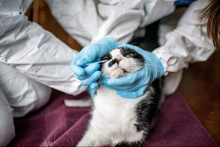"Los gatos han sido muy poco estudiados", afirma Elinor Karlsson, genetista de la Facultad de Medicina UMass Chan y del Instituto Broad. "Seguirán siendo una caja negra a menos que cambie algo en la investigación". Foto Sergio Flores para The New York Times