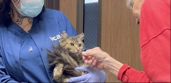 Una gata dada por muerta hace dos meses en los incendios de Los Ángeles apareció con vida 