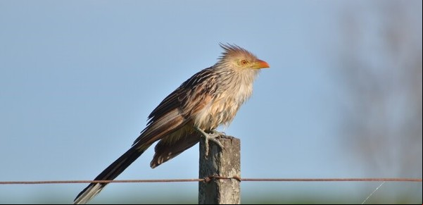 Este pájaro es capaz de predecir cómo estará el clima: cuáles son sus cualidades y en qué partes de Argentina se encuentra