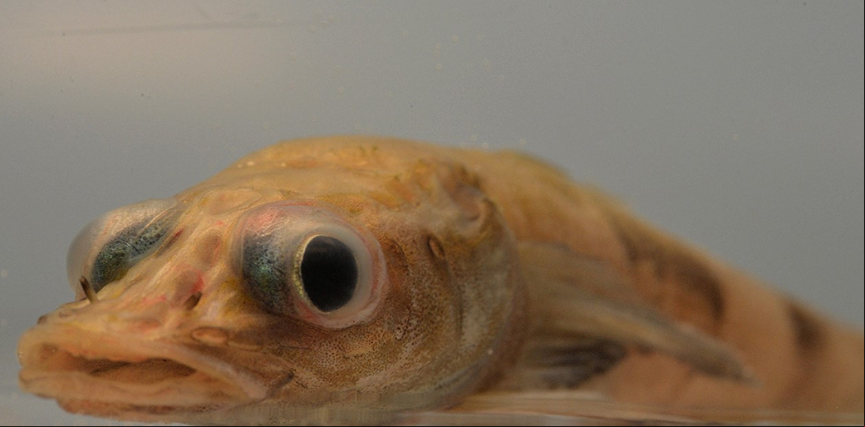 Los ejemplares adultos de pez dragón miden en promedio 13 cm de largo. (Foto: X @ecoticiasRED)