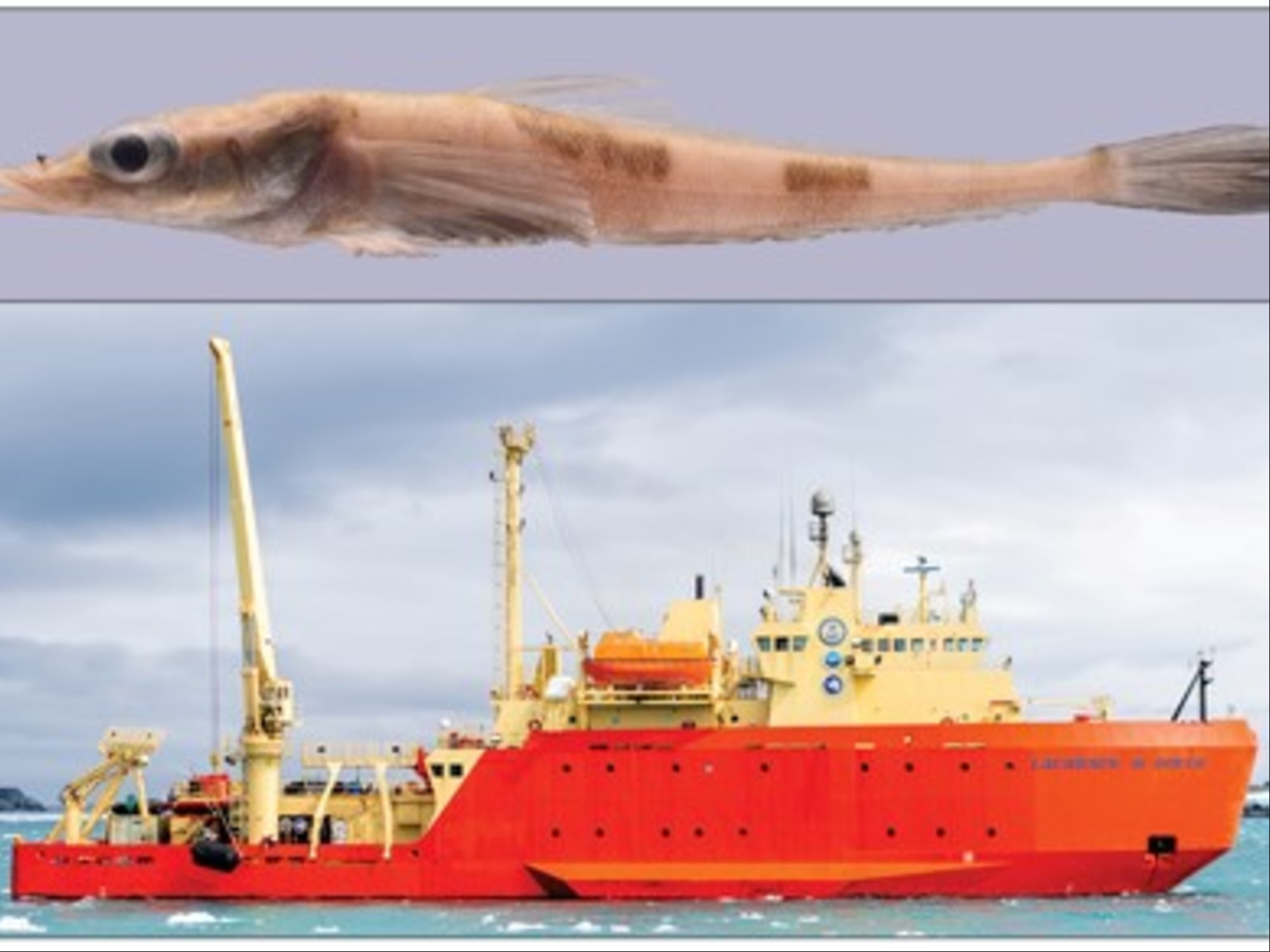 El descubrimiento del "dragon fish", como le dicen en inglés al pez dragón, ocurrió en la Antártida. (Foto: Zootaxa)