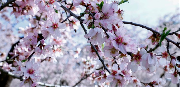 De TikTok a los almendros en flor