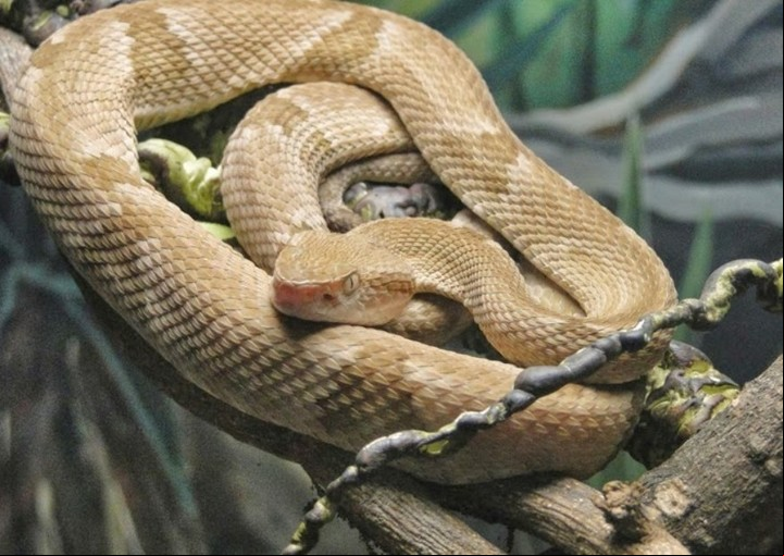 El veneno de la serpiente cabeza de lanza dorada mata a un ser humano en 30 segundos (Wikimedia).