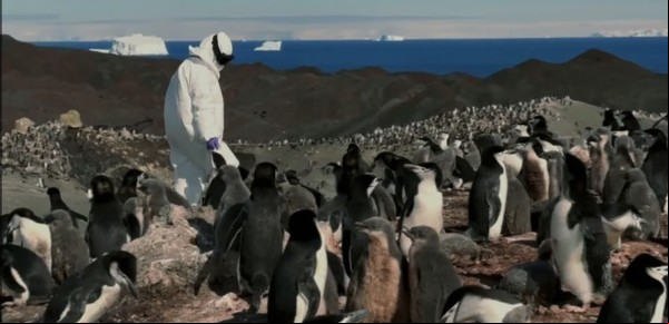 La gripe aviar se extiende por la Antártida en pingüinos, cormoranes y focas