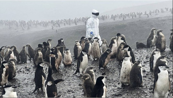 La gripe aviar se extiende por la Antártida en pingüinos, cormoranes y focas
