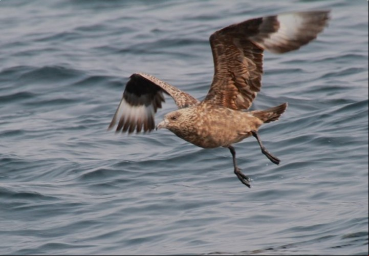 Uno de los animales más afectados es el skua o págalo, del que han visto "cadáveres por todos lados" y no descartan que este ave pueda llegar a desaparecer.