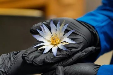 El misterioso loto azul de Tutankamón: una investigación descubrió su verdadero uso