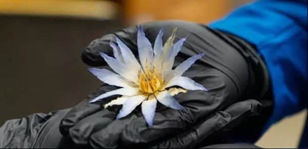 El misterioso loto azul de Tutankamón: una investigación descubrió su verdadero uso