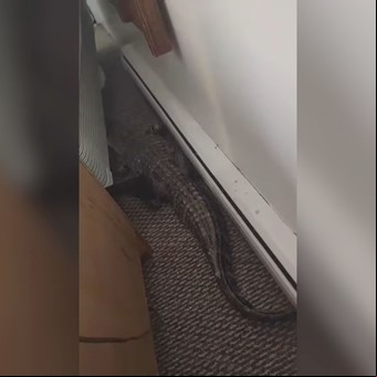 Trabajaba en un motel y encontró a un caimán debajo de la cama de una habitación