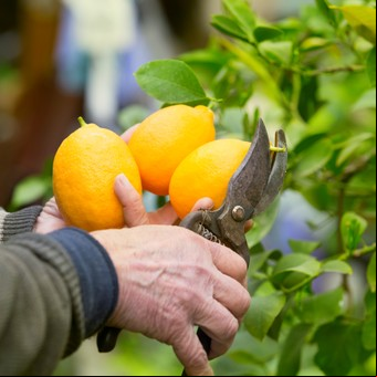Poda de limonero: cuál es la estación más adecuada para hacerlo y así favorecer el crecimiento de sus ramas