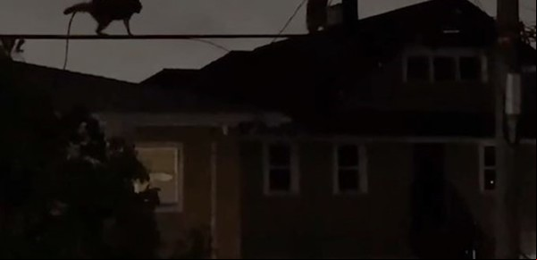 Un video muestra a tres mapaches cruzando un cableado eléctrico al estilo de "Misión Imposible"