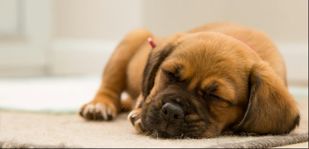 El lugar ideal para que duerman los perros y garantizar su descanso
