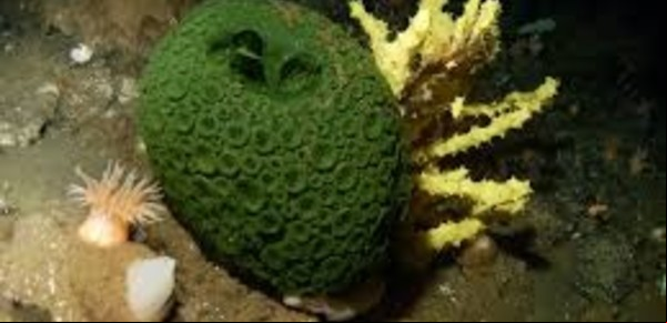 El animal más antiguo de la Tierra que se une a otros para sobrevivir