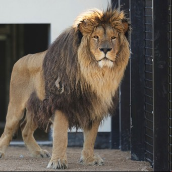 Cinco leones rescatados del frente en la guerra de Ucrania comienzan una nueva vida en Inglaterra