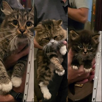 Clausuraron un criadero ilegal de gatos en Constitución que los vendía por 900 mil pesos 