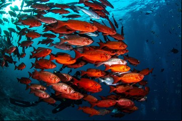 El ataque de los clones: cómo este animal se reproduce sin sexo y amenaza a otras especies