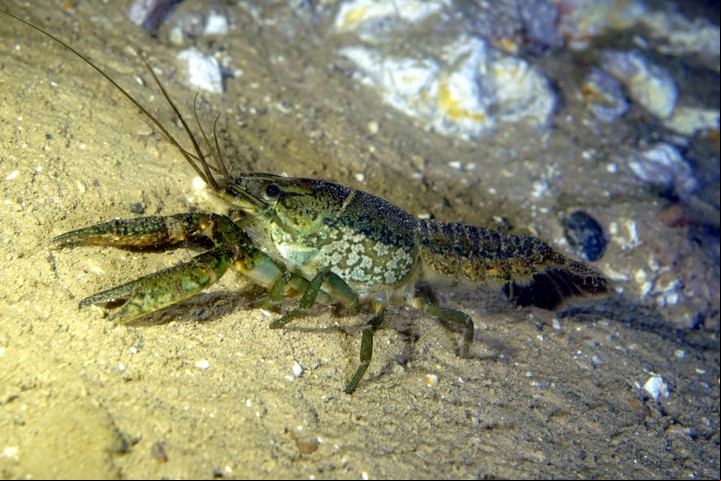 El cangrejo de mármol surgió como una mutación espontánea en Alemania en los años 90. Foto: Wikimedia Commons.