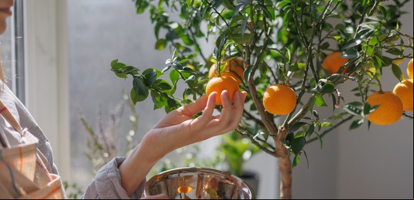 El truco de las abuelas para que los árboles frutales exploten de frutas y tengan hojas sanas