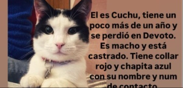 Alerta en las redes: cómo son las estafas a familias que buscan a sus mascotas perdidas 
