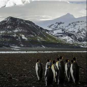 Donald Trump le puso aranceles a tres islas habitadas solo por pingüinos