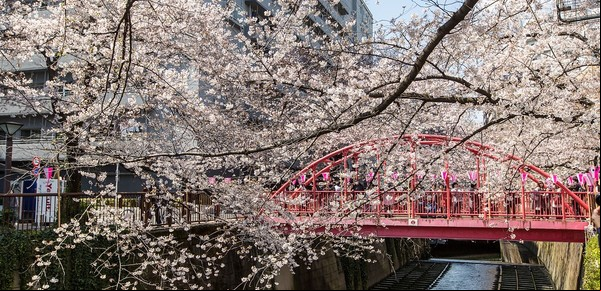 El río de Japón que se cubre de cerezos en flor y deja un paisaje de ensueño