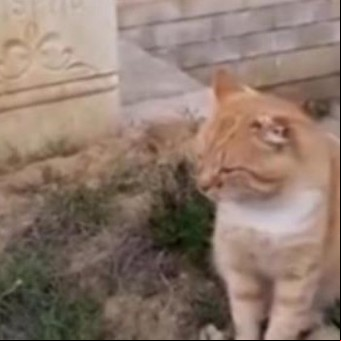 Murió el "Hachiko" ruso, un gato que vivió siete años sobre la tumba de su dueño