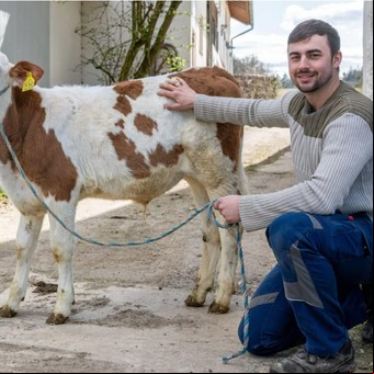 Un granjero perdió su anillo de casado y un carnicero lo encontró en el estómago de una vaca