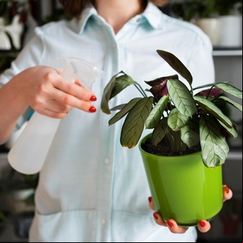 “Oro verde” para tus plantas: los expertos jardineros usan este fertilizante casero que las vuelve más fuertes y verdes