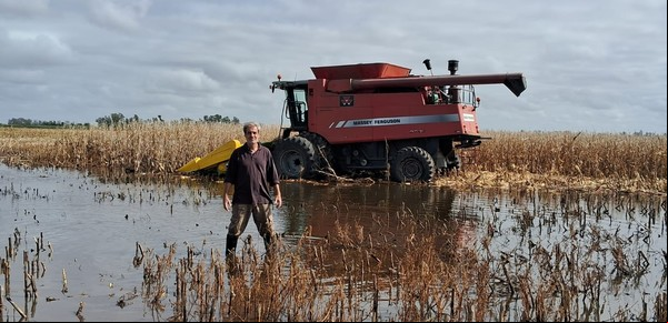 "Nunca lo habíamos vivido": un productor se animó y cosechó maíz en lotes inundados 
