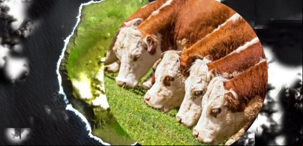 

El misterio de las vacas que sobrevivieron en una isla desierta y desafiaron la genética