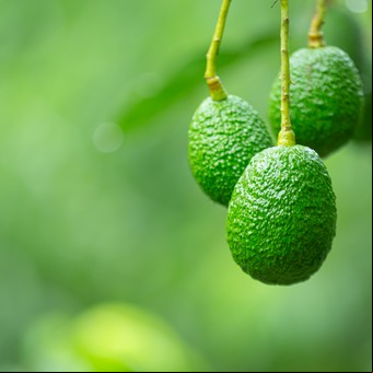 Si cultivaste un árbol de palta desde el carozo, necesitás saber esto: el truco de los jardineros para tener frutos lo antes posible 