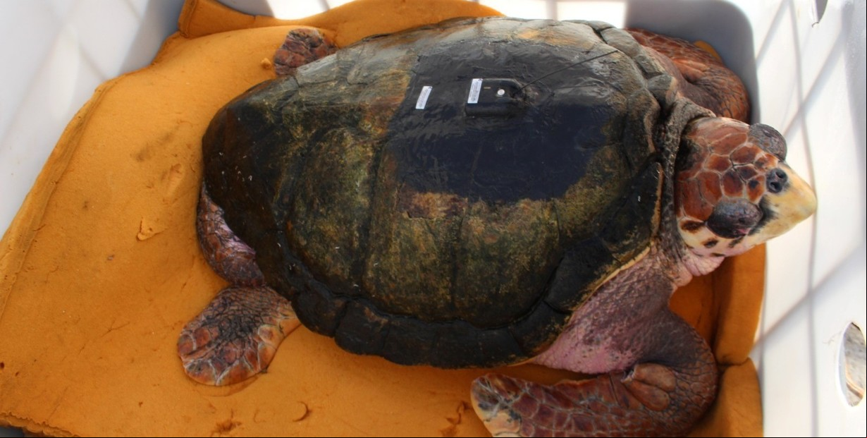 Después de 40 años en cautiverio, liberaron al tortugo Jorge en el mar