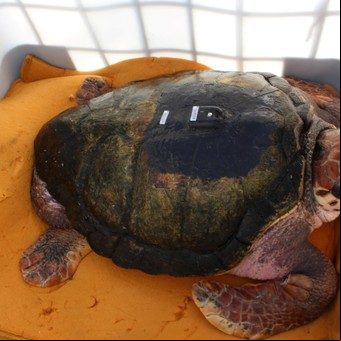 Después de 40 años en cautiverio, liberaron al tortugo Jorge en el mar